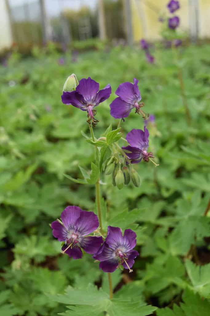 Geranium phaeum 'Lily Lovell' ---